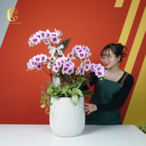 chậu hoa lan hồ điệp