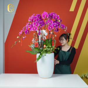 Chậu hoa lan hồ điệp, món quà sang trọng dành cho đối tác khách hàng