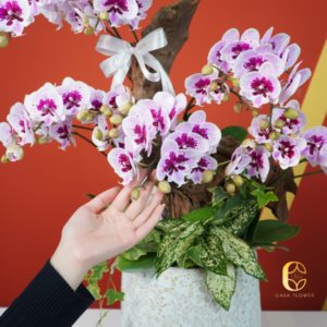 Chậu lan hồ điệp đẹp trưng Tết 2025 2 5