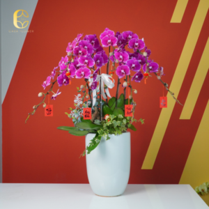 CHẬU LAN HỒ ĐIỆP "Như Ý Cát Tường - Đại Cát Đại Lợi"