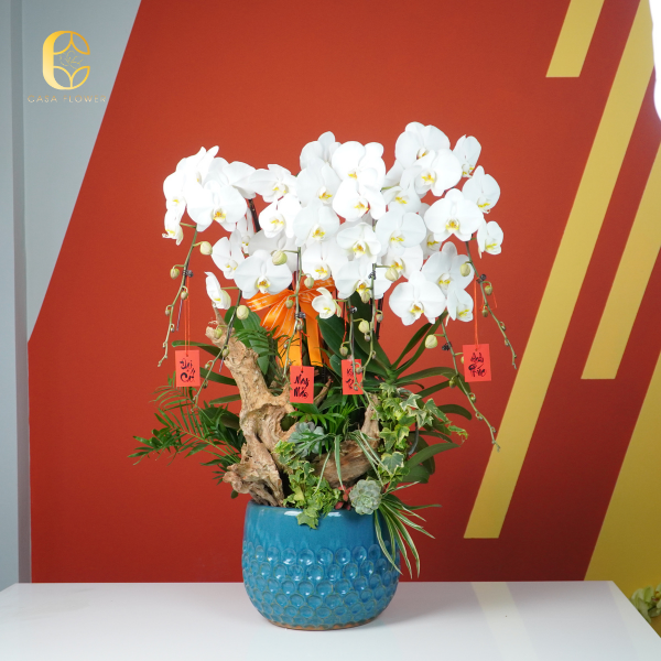 lan hồ điệp trắng