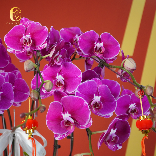 Chậu lan hồ điệp, món quà sang trọng dành cho đối tác khách hàng 5 10