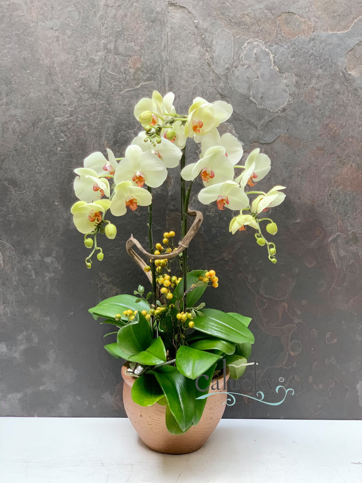 Cách chọn và chăm sóc hoa Lan Hồ Điệp 5 Cách chọn và chăm sóc hoa Lan Hồ Điệp