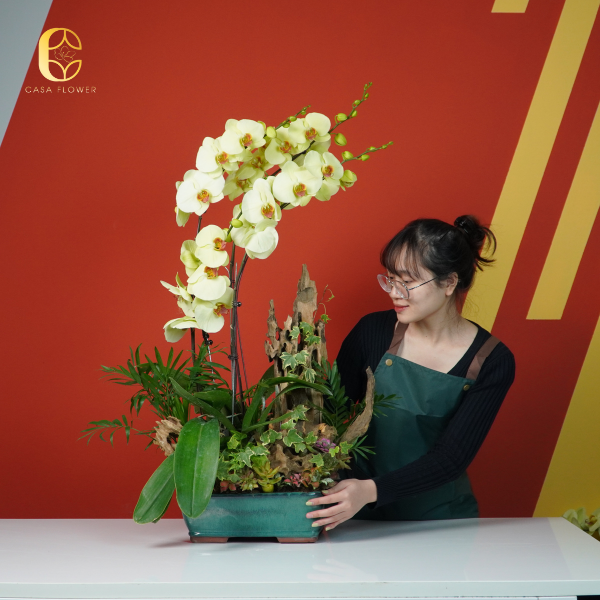 Mua chậu lan hồ điệp tết ở đâu uy tín, giá tốt 3 11