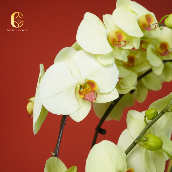 CHẬU LAN "PHÁT TÀI PHÁT LỘC" 4 12