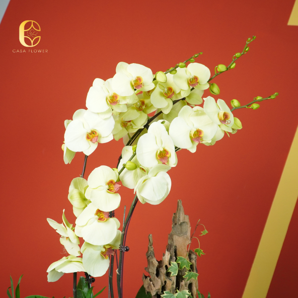 CHẬU LAN "PHÁT TÀI PHÁT LỘC" 5 13