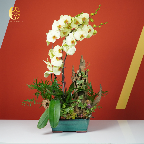 CHẬU LAN "PHÁT TÀI PHÁT LỘC" 1 lan hồ điệp