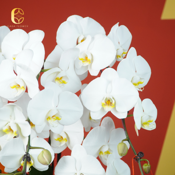 LAN HỒ ĐIỆP "BÁCH NIÊN HẢO HỢP" 4 2