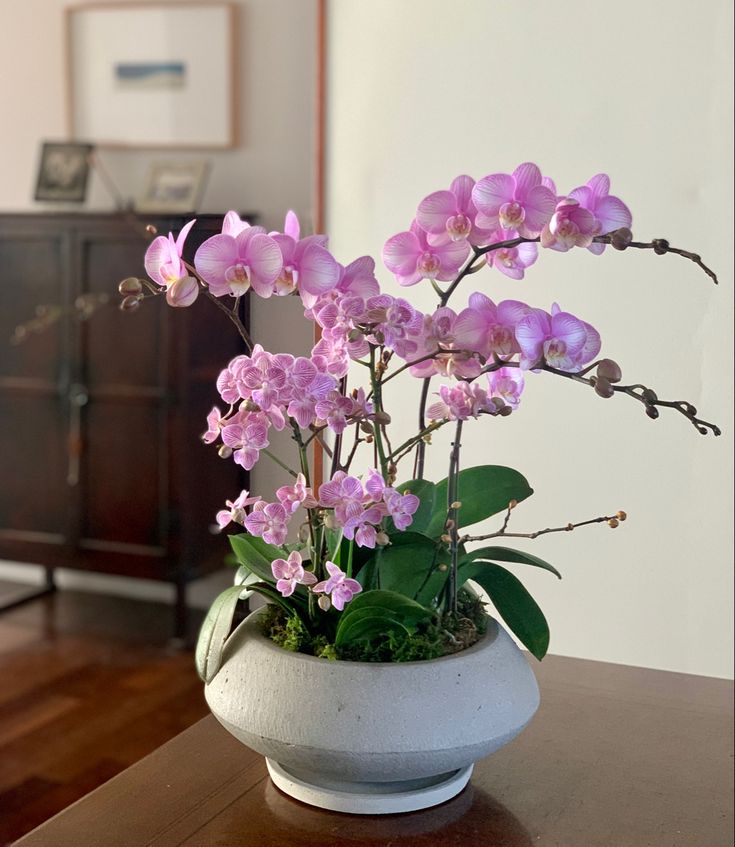 Chậu lan hồ điệp, món quà sang trọng dành cho đối tác khách hàng 6 3b6e4934ab7c06eabfc4be6049e56538