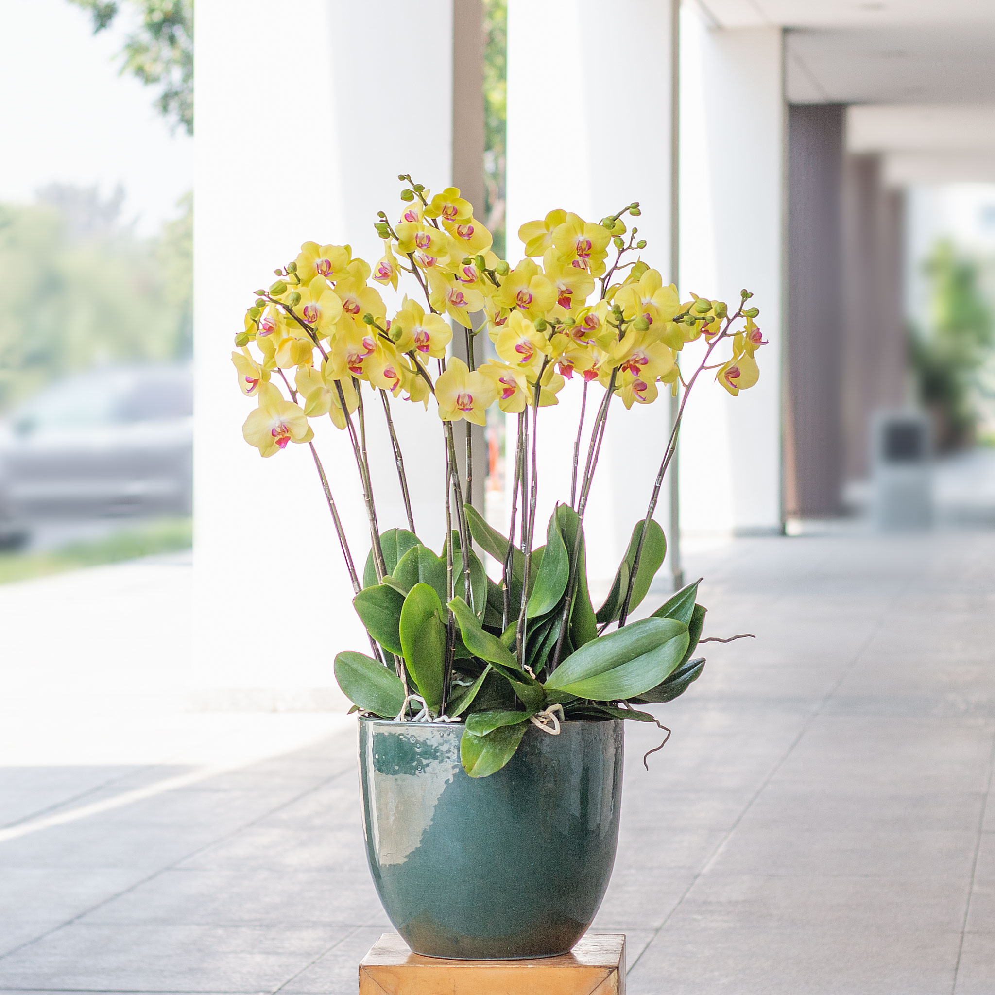 Cách chọn và chăm sóc hoa Lan Hồ Điệp 4 Cách chọn và chăm sóc hoa Lan Hồ Điệp