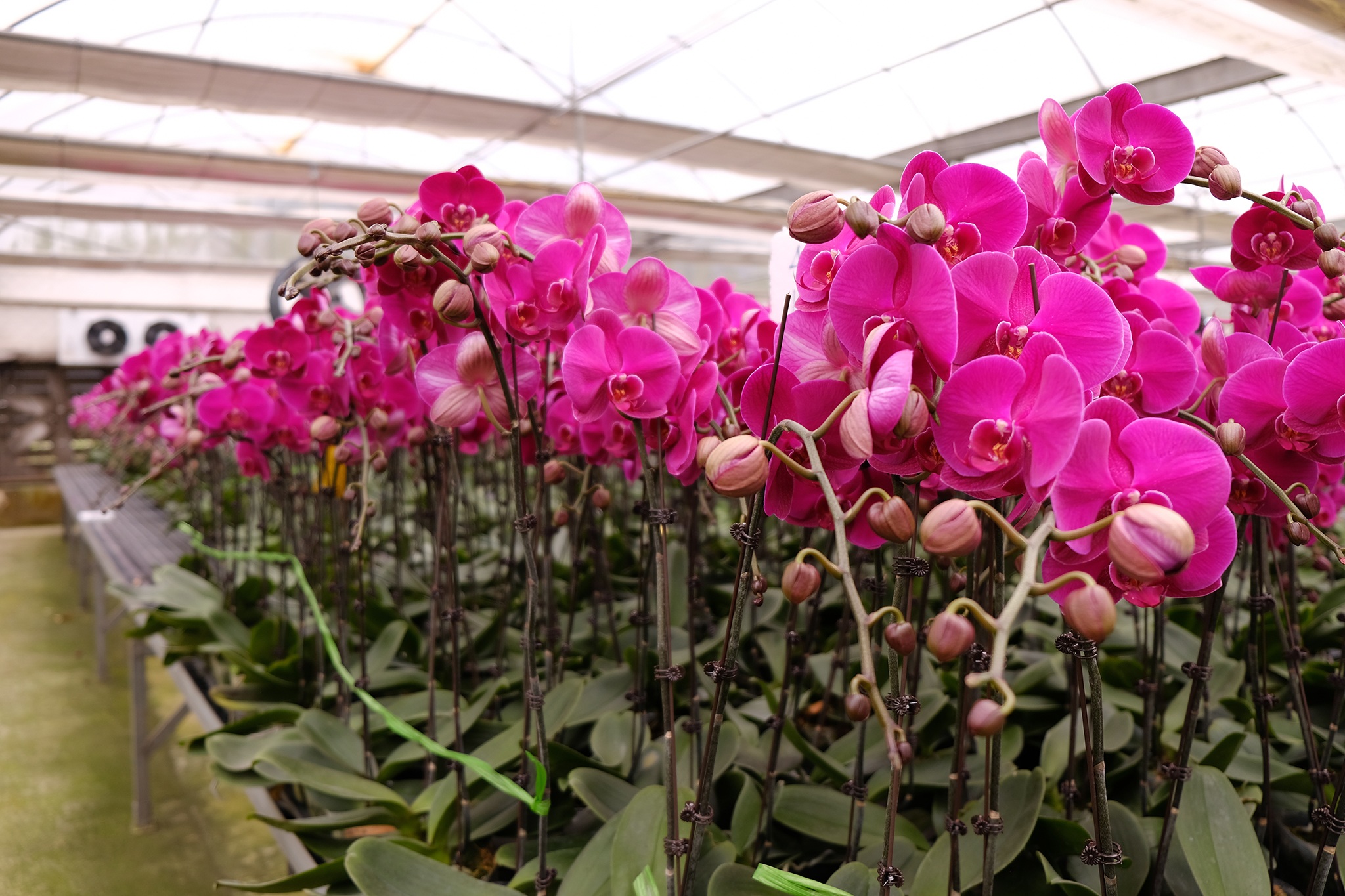 Cách chọn và chăm sóc hoa Lan Hồ Điệp 3 Cách chọn và chăm sóc hoa Lan Hồ Điệp