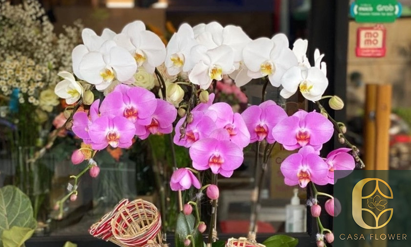 Cách chọn và chăm sóc hoa Lan Hồ Điệp 2 Cách chọn và chăm sóc hoa Lan Hồ Điệp