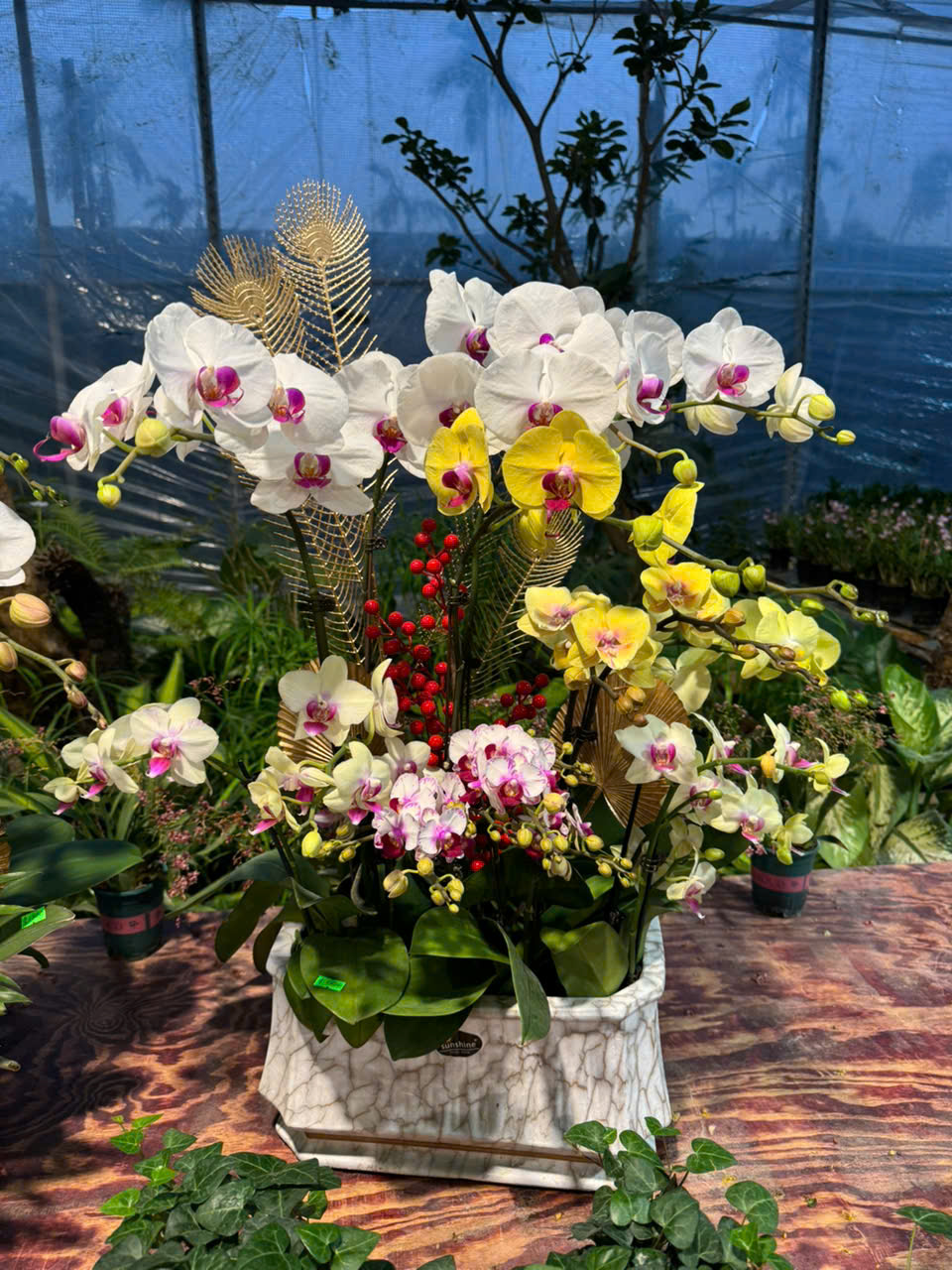 CHẬU LAN HỒ ĐIỆP "THỊNH PHÁT" 2 z6179999769113 fa276fbfe8b9f3dc4de01652c285f762