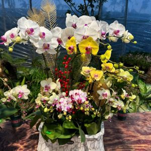 CHẬU LAN HỒ ĐIỆP "THỊNH PHÁT"