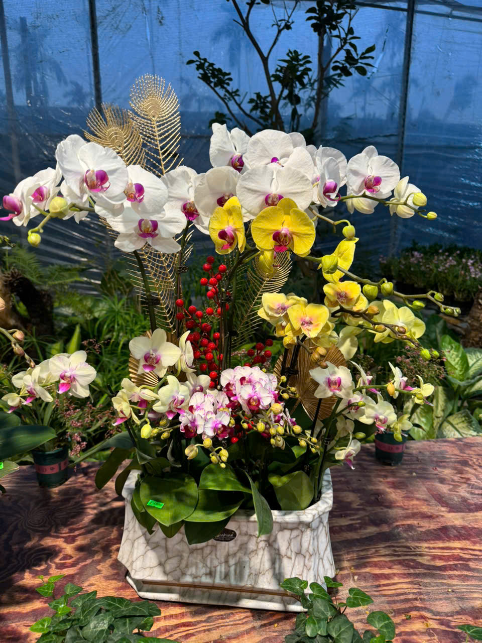 CHẬU LAN HỒ ĐIỆP "THỊNH PHÁT" 1 z6179999771964 5f8ac954ad95d21c23f170d099852f6d