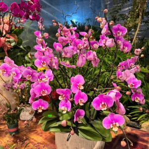 CHẬU LAN HỒ ĐIỆP "PHÁT LỘC"