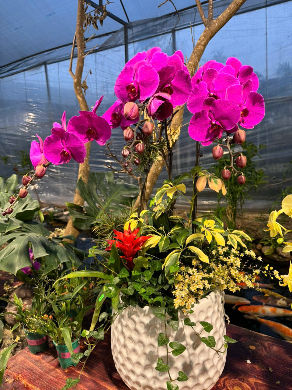 CHẬU LAN HỒ ĐIỆP TÍM 2 z6179999844632 1c3b77d79ff09ea86a47fdfafc50ed08