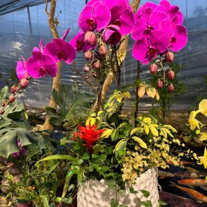 CHẬU LAN HỒ ĐIỆP TÍM