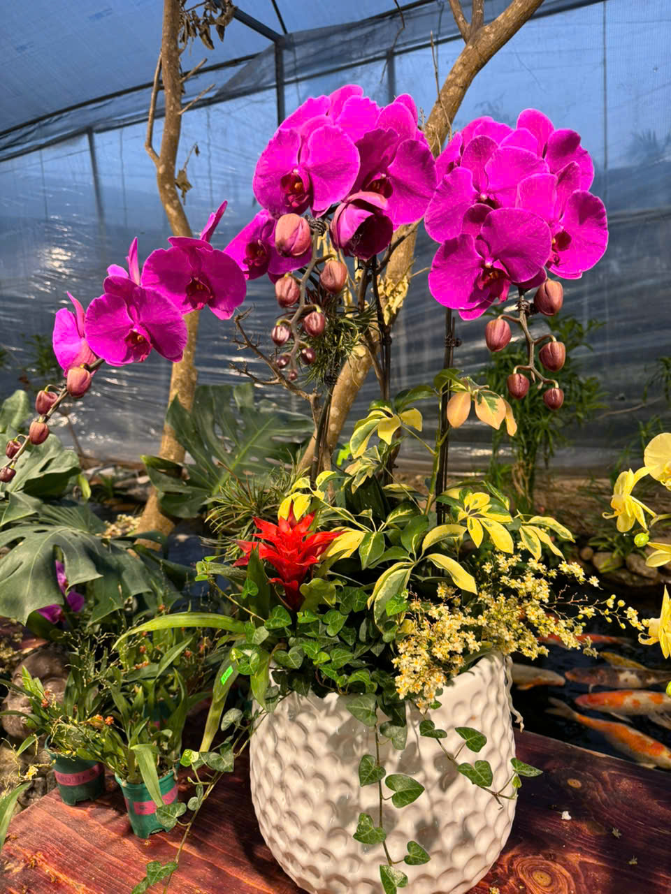 CHẬU LAN HỒ ĐIỆP TÍM