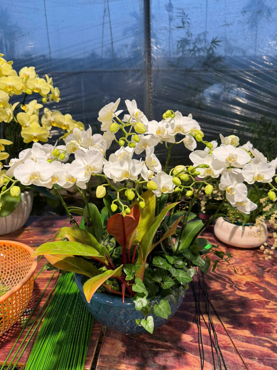 CHẬU LAN HỒ ĐIỆP "THANH TAO" 2 z6179999859919 d09e3888598e3bd230683ad18a4b4292