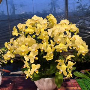 CHẬU LAN "KIM NGỌC MÃN ĐƯỜNG"