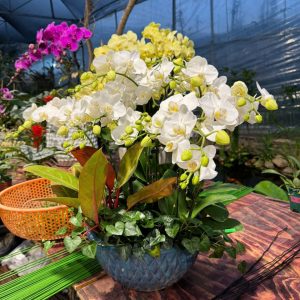 CHẬU LAN HỒ ĐIỆP "THANH TAO"