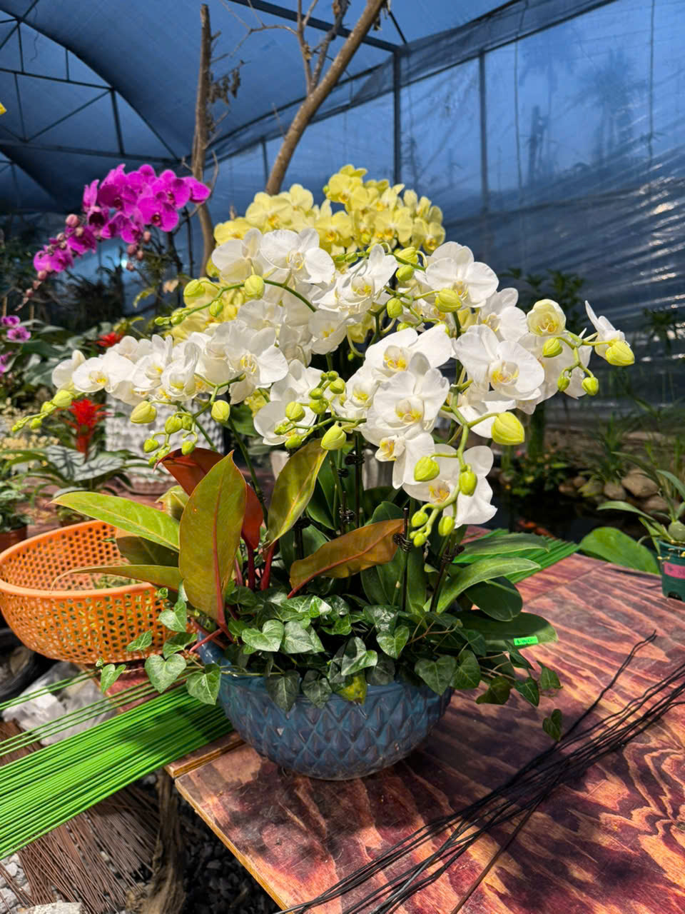 CHẬU LAN HỒ ĐIỆP "THANH TAO"