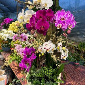 CHẬU LAN HỒ ĐIỆP "KHOE SẮC"