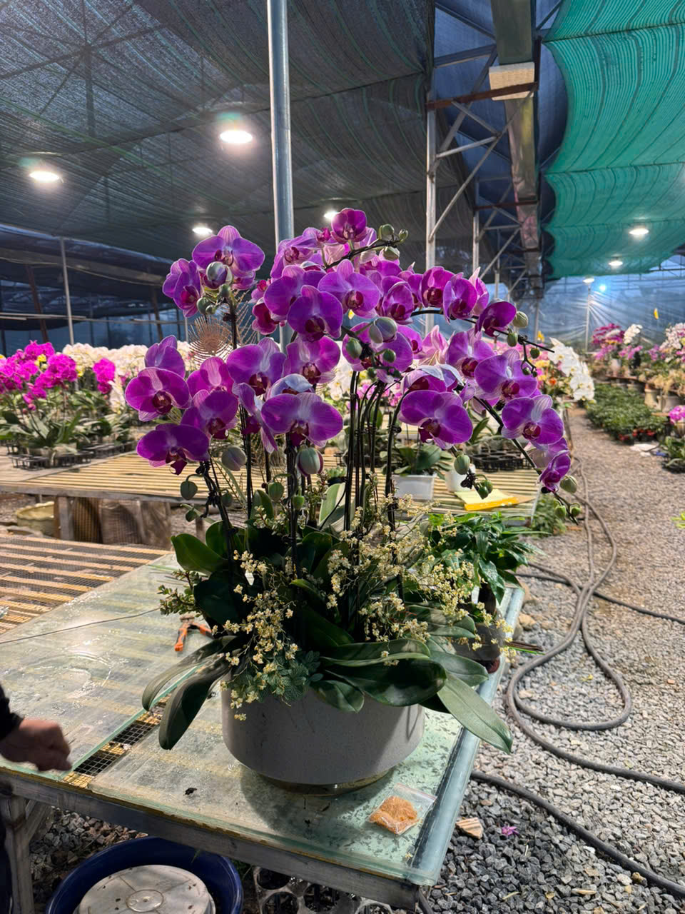 CHẬU LAN HỒ ĐIỆP DIỆN TẾT 2 z6179999899828 4fc289e4015d0a1636b4555216e46c37