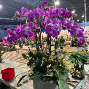 CHẬU LAN HỒ ĐIỆP DIỆN TẾT