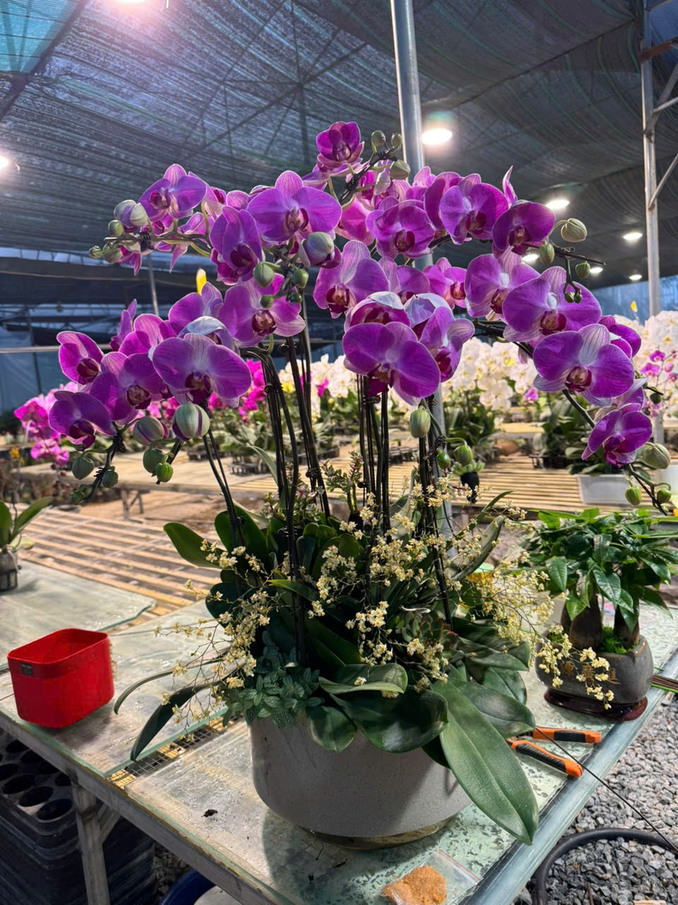 CHẬU LAN HỒ ĐIỆP DIỆN TẾT 1 z6179999912748 2a993dfafc5190764c422c0c03d7d0a7