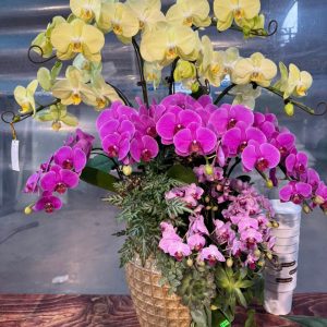 CHẬU LAN HỒ ĐIỆP PHONG THỦY