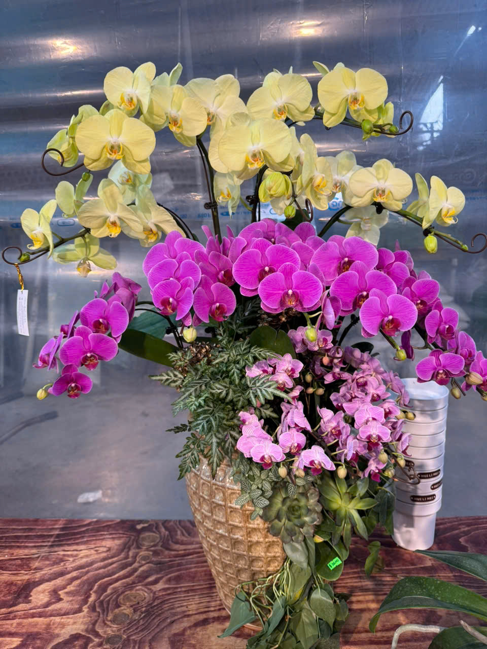 CHẬU LAN HỒ ĐIỆP PHONG THỦY 1 z6180000999798 7e0d129100c45678ee15d56dc2221c6d