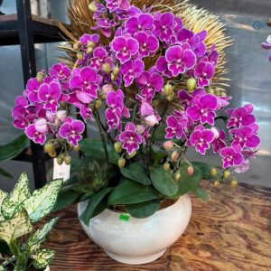 LAN HỒ ĐIỆP "PHỒN THỊNH"