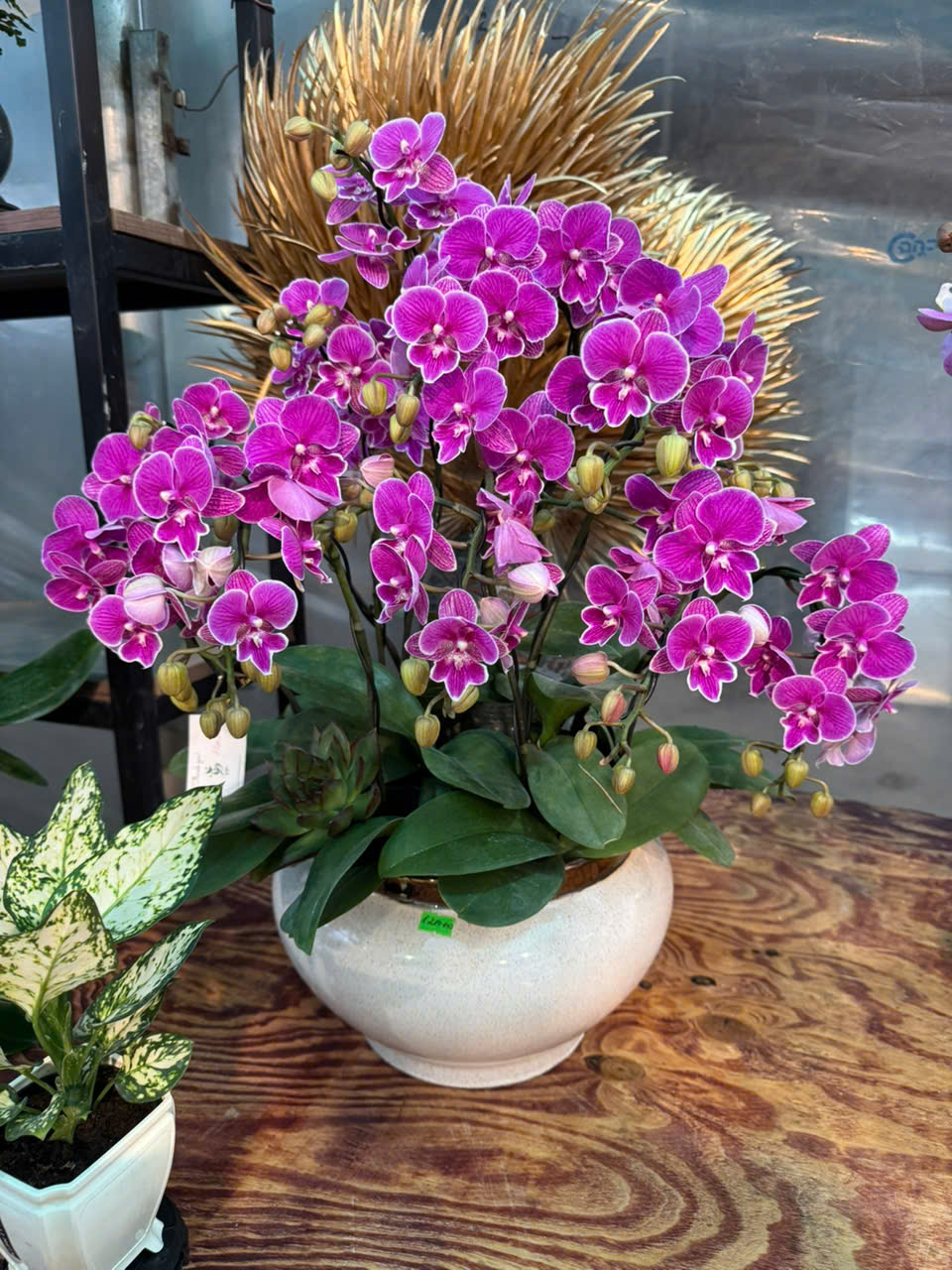 CHẬU LAN HỒ ĐIỆP "PHỒN THỊNH" 1 LAN HỒ ĐIỆP "PHỒN THỊNH"