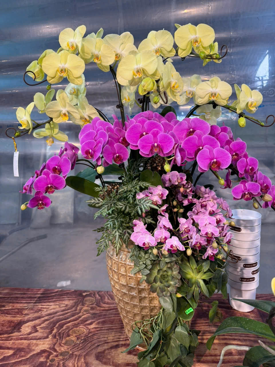 CHẬU LAN HỒ ĐIỆP PHONG THỦY 2 z6180001049170 9ecfaf812113c2110778e1624816c8f7