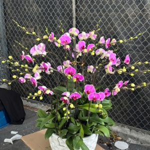 CHẬU LAN HỒ ĐIỆP "SUNG TÚC"