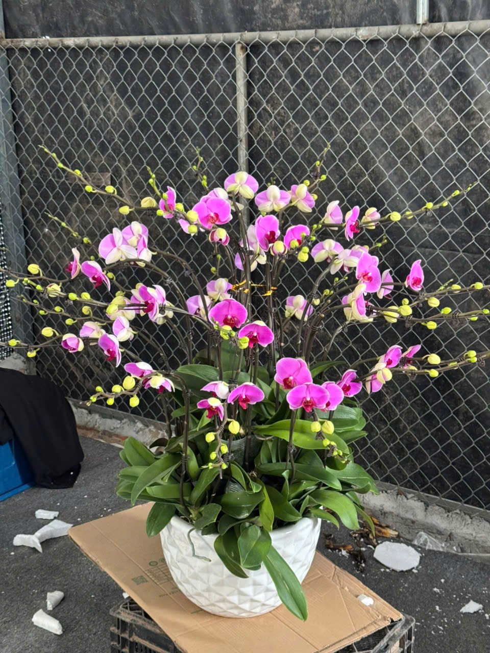 CHẬU LAN HỒ ĐIỆP "SUNG TÚC"