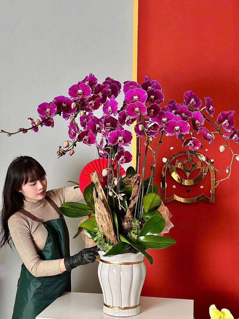 Tại sao nên tặng chậu lan hồ điệp cho đối tác và người thân? 2 Ý nghĩa việc tặng lan hồ điệp cho đối tác và người thân