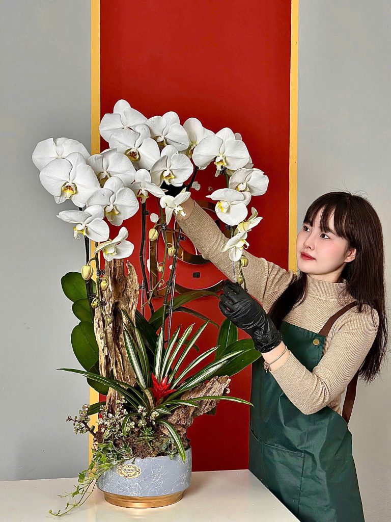 Tại sao nên tặng chậu lan hồ điệp cho đối tác và người thân? 15 z6191518207573 7dbce5f6f20853f675d4a56df6293dbf