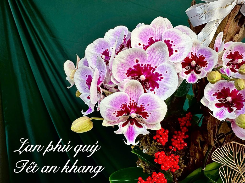Quà tết Lan hồ điệp cao cấp dành tặng đối tác khách hàng thân thiết 1 chậu lan hồ điệp