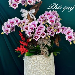 chậu lan hồ điệp