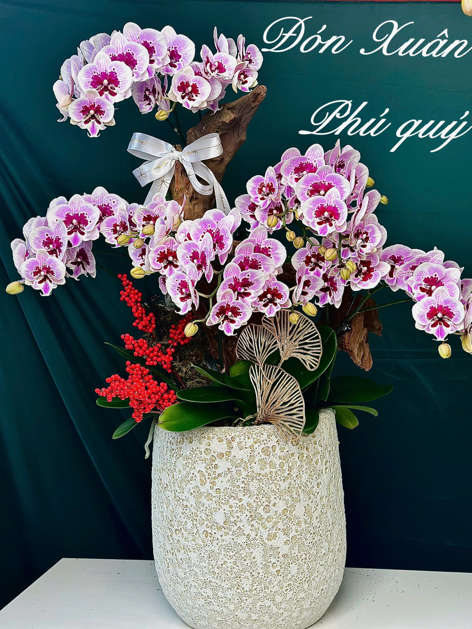 chậu lan hồ điệp