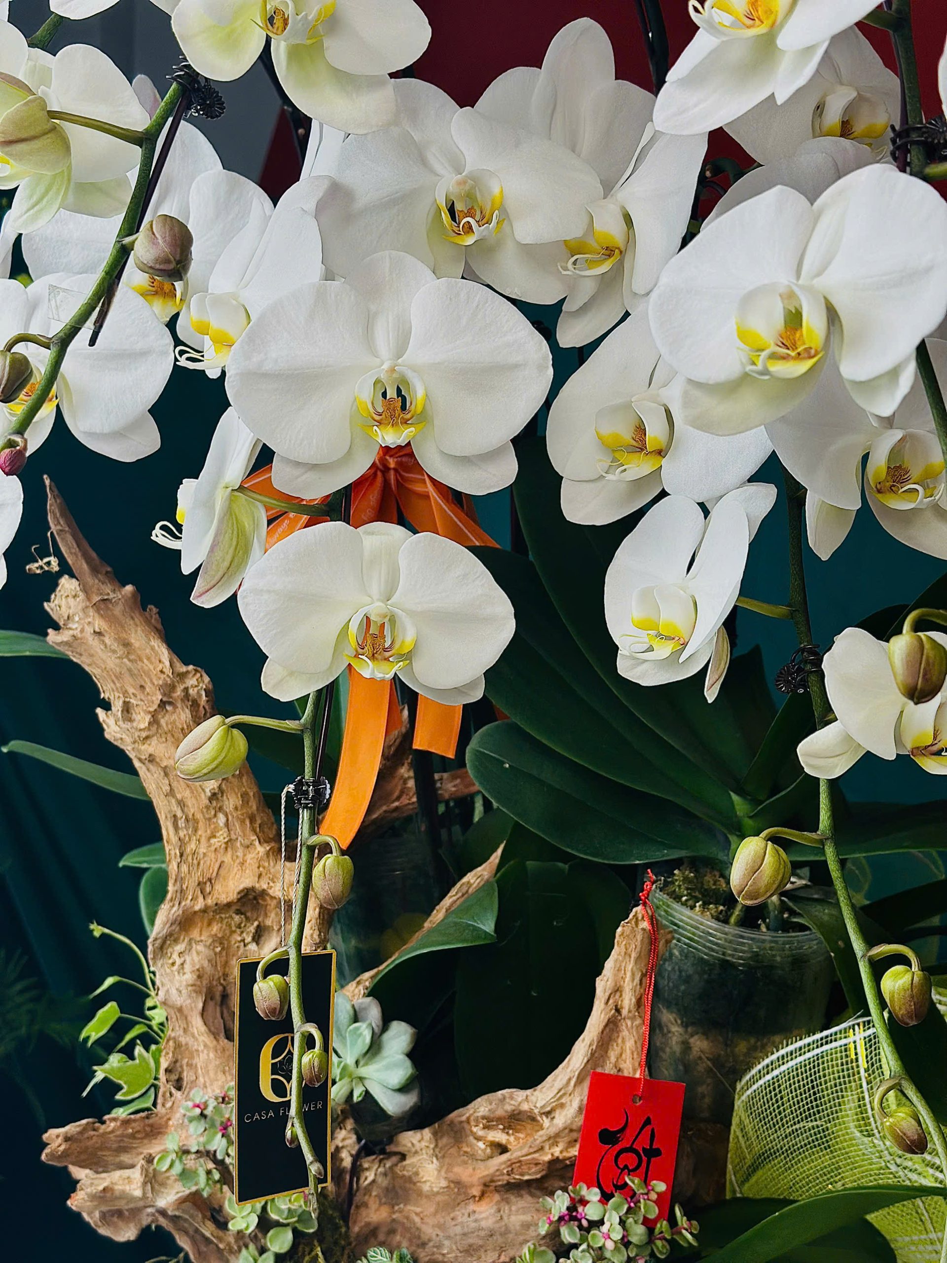 LAN HỒ ĐIỆP - TẾT ĐONG ĐẦY 3 z6201125937750 3cab12ec581cd9e7089d14595a58bb7e scaled