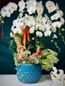 chậu lan hồ điệp trắng