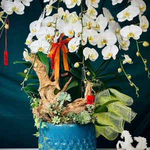 chậu lan hồ điệp trắng