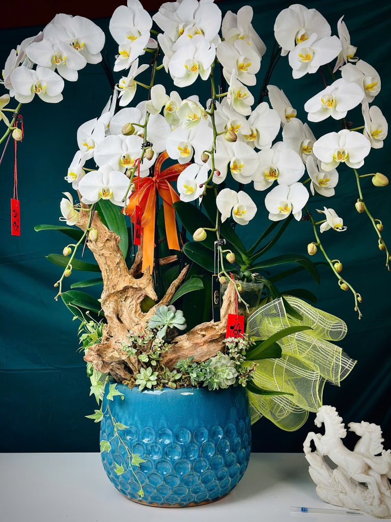 Tại sao nên tặng chậu lan hồ điệp cho đối tác và người thân? 3 chậu lan hồ điệp trắng