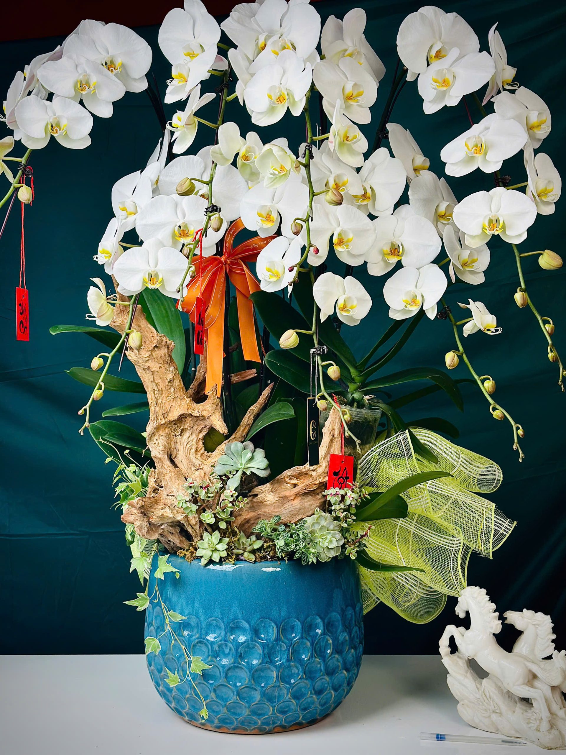 LAN HỒ ĐIỆP - TẾT ĐONG ĐẦY 1 chậu lan hồ điệp trắng