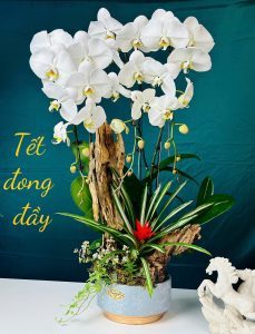 Ý nghĩa phong thủy lan hồ điệp không phải ai cũng biết 2 z6201126161012 0bf8d12594b1f62f62a6a607b02da102