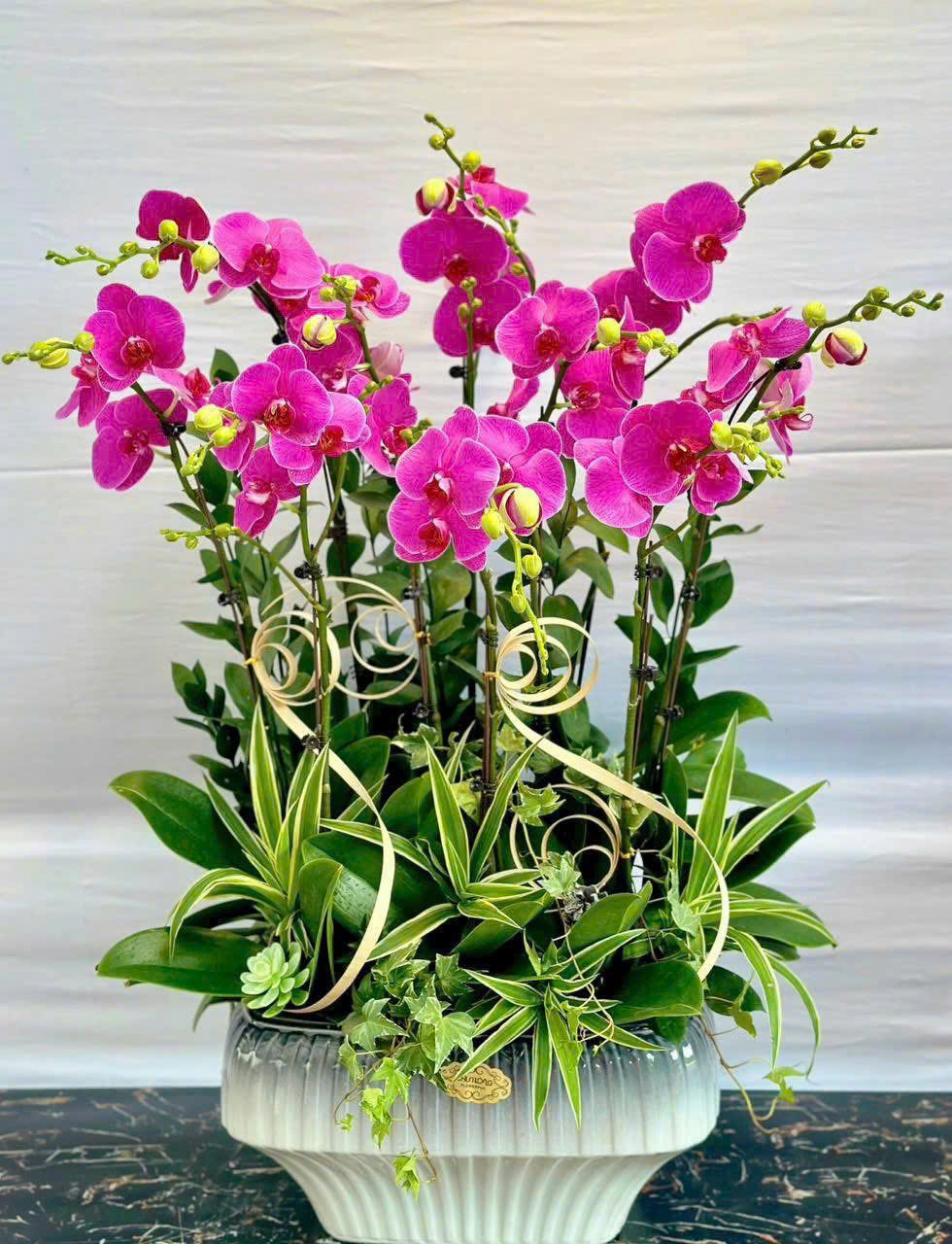 Mua chậu lan hồ điệp tết ở đâu uy tín, giá tốt 4 lan hồ điệp